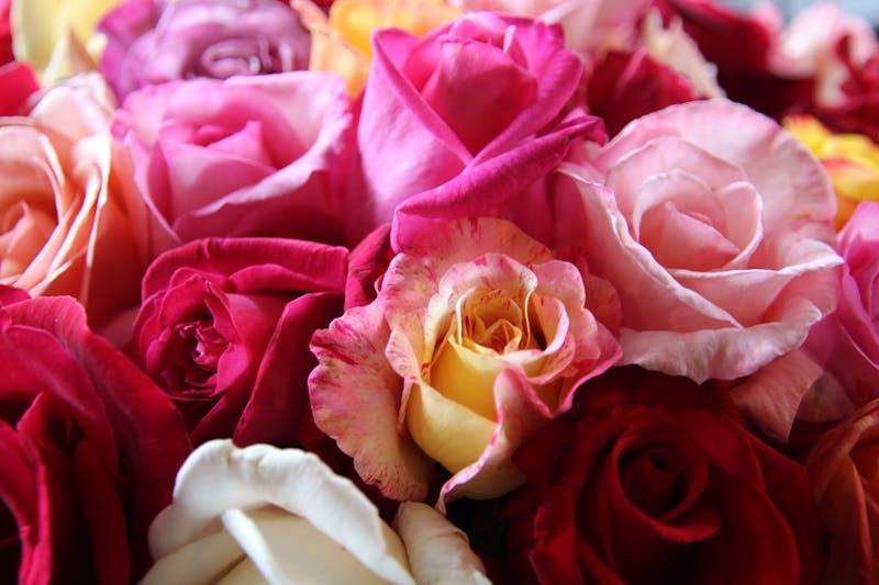 Bouquet de roses fraîches Florajet